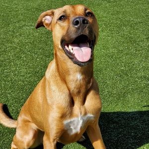 Meet your Posher, Robert